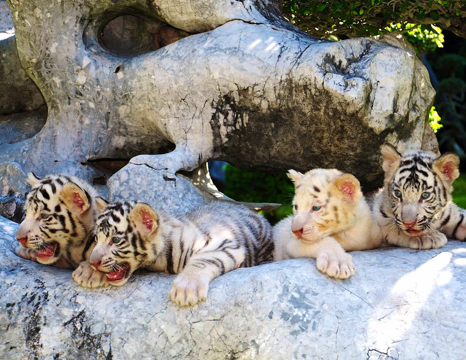 The Million Years Stone Park & Pattaya Crocodile Farm Tickets